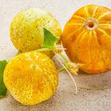 Image result for Cucumis cinereus