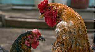 Best dining in jupiter, florida: Jd Com Free Range Chicken Program Success