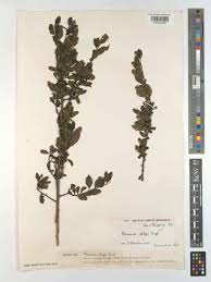 Image result for Rhamnus staddo