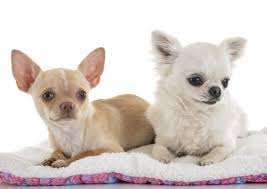 Tipos De Chihuahua Nombres Caracteristicas E Imagenes Chihuahua Cabeza De Manzana Chihuahua Chihuahuas Cabeza De Venado