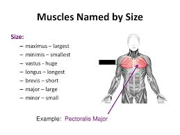 All the major muscle groups of the body from front and back. Characteristics Used To Name Skeletal Muscles Ppt Download