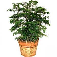 Parsley Aralia Plant Plant Care House Plant Care Privacy Plants Plants