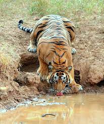 Nature Is Cool Looking Sometimes Animals Amazing Pet Tiger Big Cats
