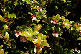 Image result for Vaccinium stanleyi
