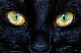 Kedilere Tasma Takmali Miyiz My Animals