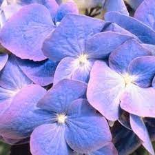 Pin On Gardening