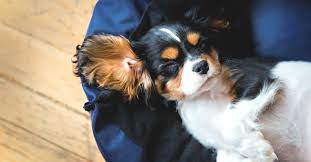 Available now home for rent. Pet Friendly Rentals In New Orleans Top Offers Hometogo