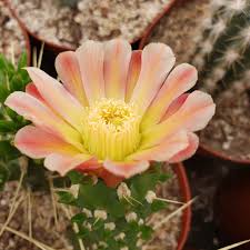 Image result for Austrocylindropuntia