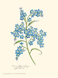 We did not find results for: Flowers Drawings Forget Me Not Flowers Tn Leading Flowers Magazine Daily Beautiful Flowers For All Occasions