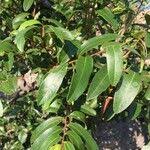 Image result for Hexalobus monopetalus