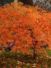 The Six Best Japanese Maples For Fall Color Japanese Maple Tree Acer Palmatum Japanese Maple