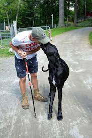 nose kisses for david and dustin the newest pairing by the service dog project great dane dogs great dane service dog project