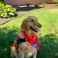 Paws to Read: Skye, the Golden Retriever event image