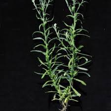 Image result for Helichrysum lastii