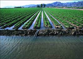 Border Flooding Irrigation Images Irrigation Methods Irrigation Agriculture