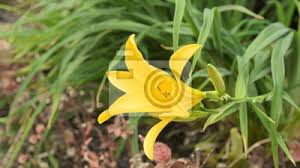 Schone Bluhende Blume Im Garten Gelbe Lilie Nerbaceous Bluhende Fototapete Fototapeten Blutenblatter Rosaceae Lange Myloview De