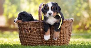 We did not find results for: Do I Have To Add My Dog To My Homeowners Insurance Clearsurance