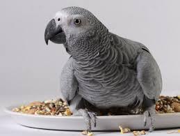 Que Pueden Comer Los Loros