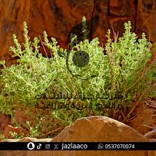 Image result for Aerva javanica