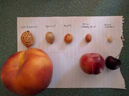 Pits from some of these. Verry Cherry Plums General Fruit Growing Growing Fruit