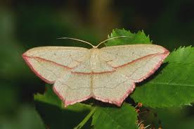 Image result for Timandra griseata