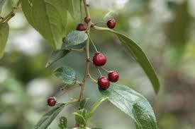 Image result for Rhamnus prinoides