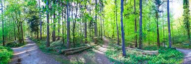 If you want to get a paper map from the tourism office, enter vlasmarktdreef halle into your gps system. Der Magische Wald Von Hallebos In Belgien