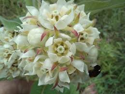 Image result for Pachycarpus spurius