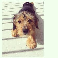 We did not find results for: 18 Adorable Photos Of Yorkshire Terrier Cross Breeds