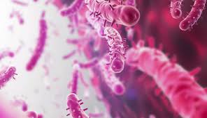 Image result for Mycobacteria