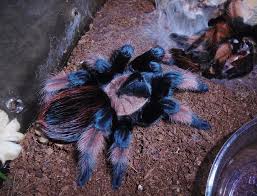 Image result for Emilia brachycephala