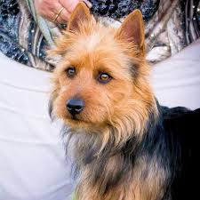 The kitchenaid electric kettle is simple to use and offers a stylish compact footprint for your countertop. Kylott Kennels Aussie Terrier Home Facebook