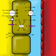 Image result for Loop Diuretic