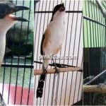 Mp3 duration 1:05 size 2.48 mb / kicau viral 8. Tepus Pipi Perak Burung Endemik Jawa Dan Bali Yang Dilindungi Om Kicau