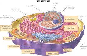 Pilihlah jawaban yang menurut anda paling tepat! Gambar Jaringan Sel Hewan Dan Jaringan Sel Tumbuhan Brainly Co Id