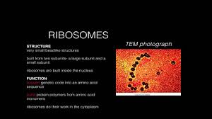We did not find results for: Cell Structure Function Ribosomes Youtube