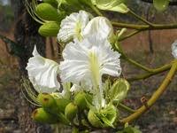 Image result for Berlinia grandiflora