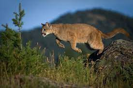 Study Of Mountain Lion Energetics Shows The Power Of The Pounce Mountain Lion Mountain Lion Facts Wild Animals Pictures