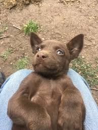 Check spelling or type a new query. For Sale Kelpie Pups Males 300 Females 200 Pambula Nsw Australia Both Working Kelpie Parents Ring 0484 352 775 Pup Labrador Retriever Labrador