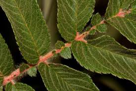 Image result for Hagenia