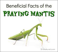 Maybe you would like to learn more about one of these? Praying Mantis Facts The Facts And Benefits Of Attracting Praying Mantis