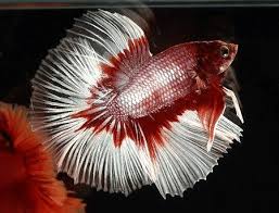 Harga ikan hias yang satu ini 20.000 dollar as (sekitar rp 285 juta). Jenis Ikan Hias Air Tawar Termahal Dilengkapi Gambar Binatang Peliharaan