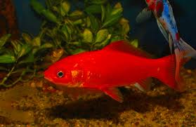 Ikan jenis ini memiliki warna yang menarik dan rasa yang enak ketika. Jenis Ikan Mas Komet Tercantik Beserta Gambar Dan Harganya Terbaru Hobinatang