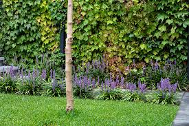 Image result for Lily Turf