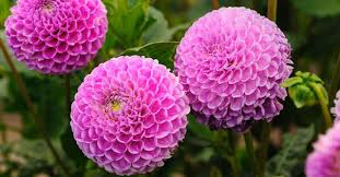 Les roses de noël, helleborus niger, sont les plus connues des hellébores, car elles fleurissent en principe pour la fin de l'année. Plantation Avril Jardin 10 Fleurs Et Plantes A Planter Cote Maison