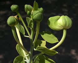 Image result for Capparis cartilaginea