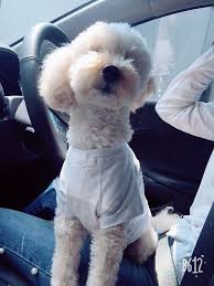 We did not find results for: Goldendoodle Puppies Duluth Mn The Y Guide