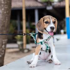 Pet grooming in layton, ut. Evening Dog Walks Animal Care Of Davis County Opportunity Volunteermatch