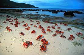 Its name alone is intriguing and stirs interest. Extra Divers Tauchen Auf Christmas Island Im Top Angebot Tauchen