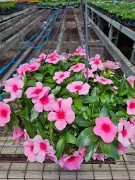 Image result for Catharanthus
